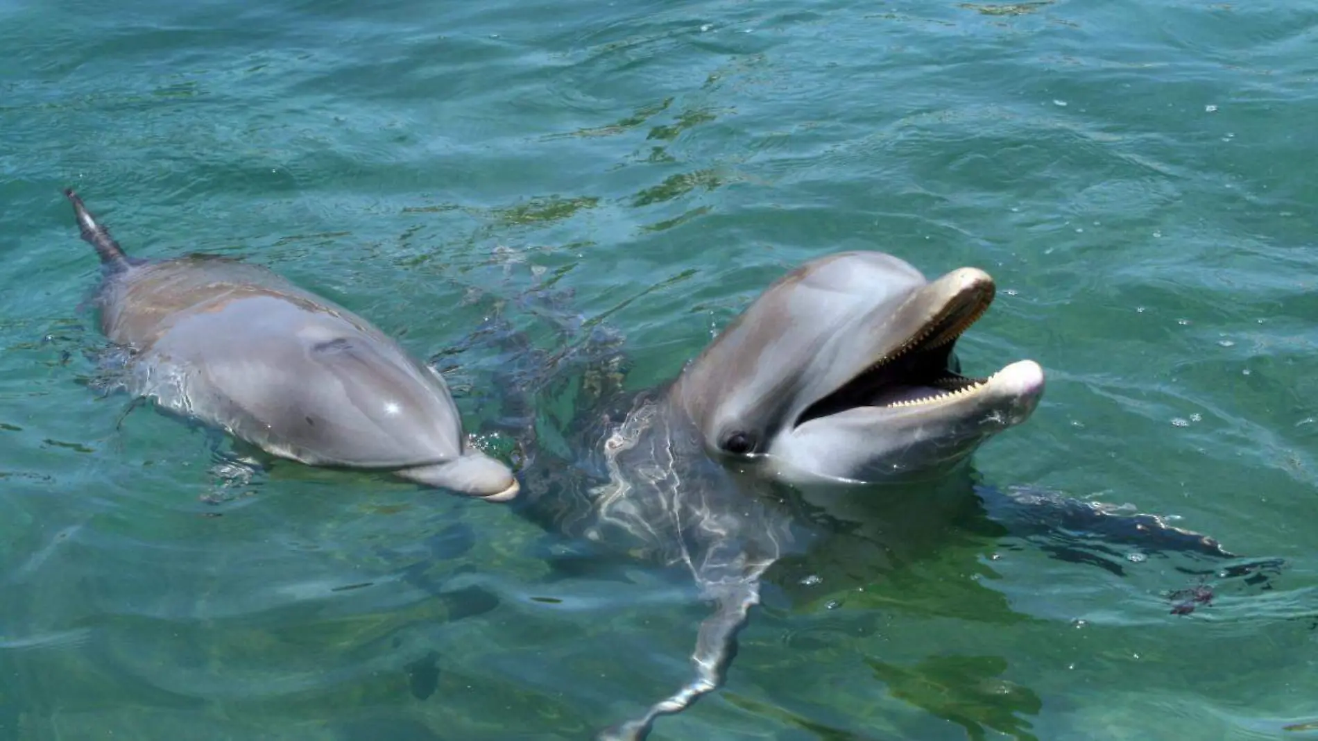 Delfines capivara